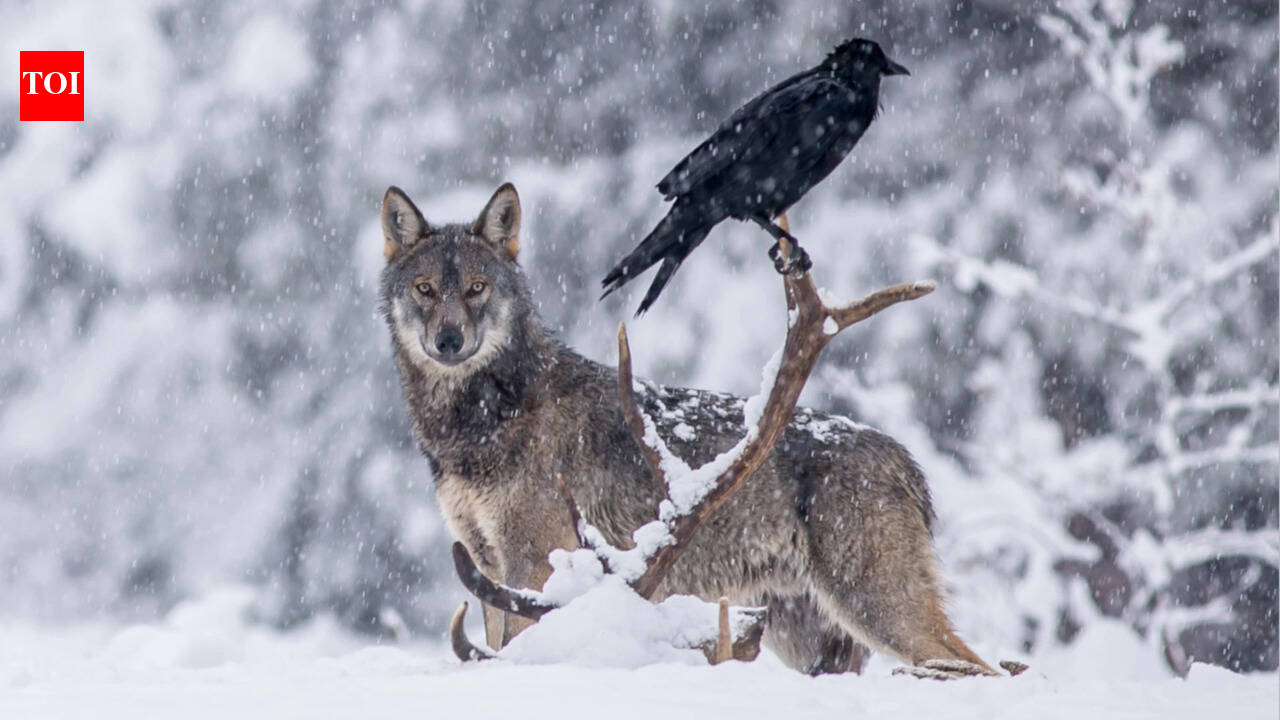 Scientists thought ravens followed wolves for food. A 2.5-year GPS study told a different story.