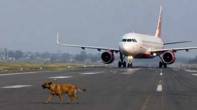 Dog spotted on Pune runway, flight to Jaipur aborts take-off at last second