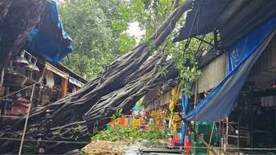 Tree crashes onto road near flower market in Mumbai; no injuries reported