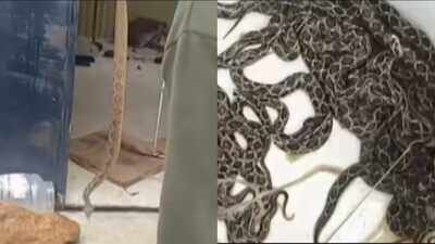 39 Baby Russell's vipers and their mother rescued from Maharashtra home; the dramatic operation goes viral