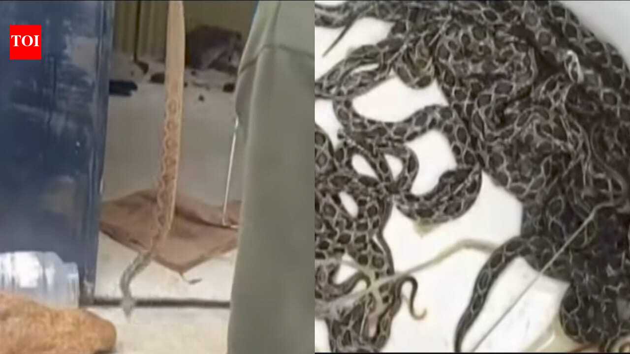 39 Baby Russell's vipers and their mother rescued from Maharashtra home; the dramatic operation goes viral
