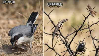  The innocent looking songbird which kiills its prey mercilessly and stabs them with thorns