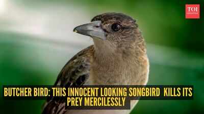  The innocent looking songbird which kiills its prey mercilessly and stabs them with thorns