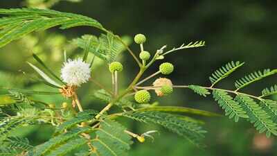 Thailand in the 1950s planted millions of leucaena trees for fodder and reforestation, but scientists now say they have spread into natural forests, replacing native vegetation with dense single-species stands