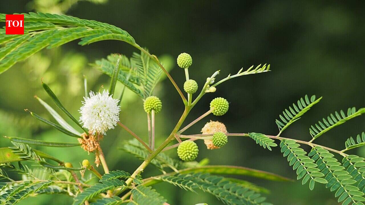 Thailand in the 1950s planted millions of leucaena trees for fodder and reforestation, but scientists now say they have spread into natural forests, replacing native vegetation with dense single-species stands