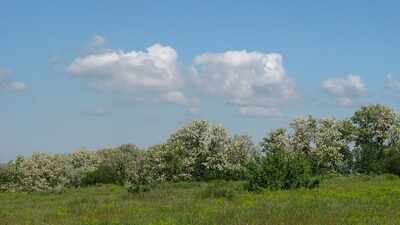 Invasive Black Locust Trees Threatening Central Europe's Rich ...