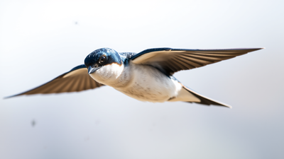 Canada has lost over 60% of its flying insects since the 1970s, leaving tree swallows smaller and less successful at breeding, scientists found