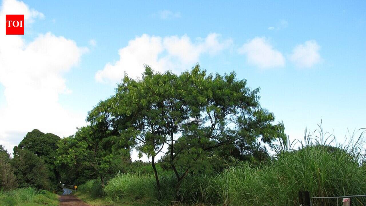 Hawaii in the late 1800s planted fast-growing leucaena trees for cattle fodder and erosion control, but scientists now say they have spread across the islands, replacing native dry forests with dense invasive stands