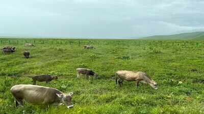 China's grasslands don't adapt to drought gradually; scientists found that they reach a point where perennial plants give way to fast-growing annual species