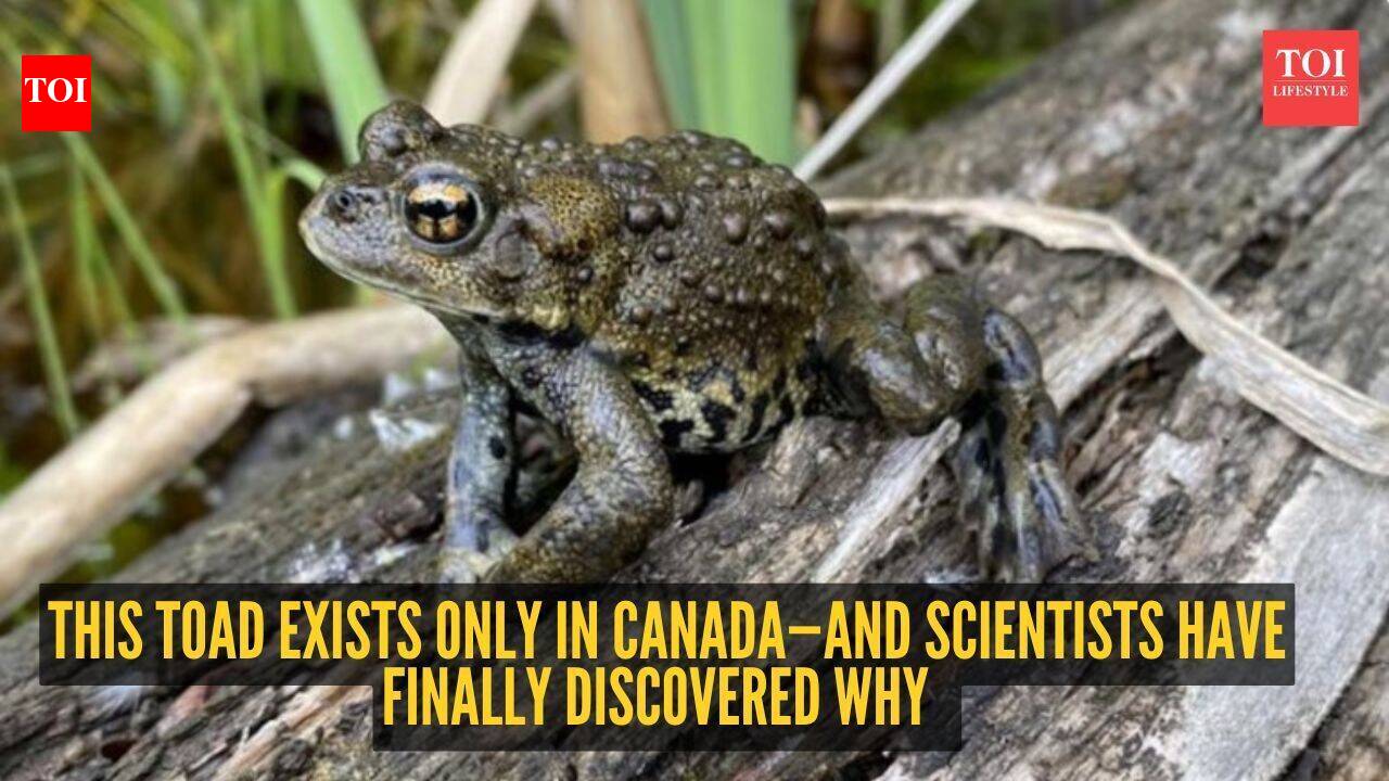This toad exists only in Canada—and scientists have finally discovered why