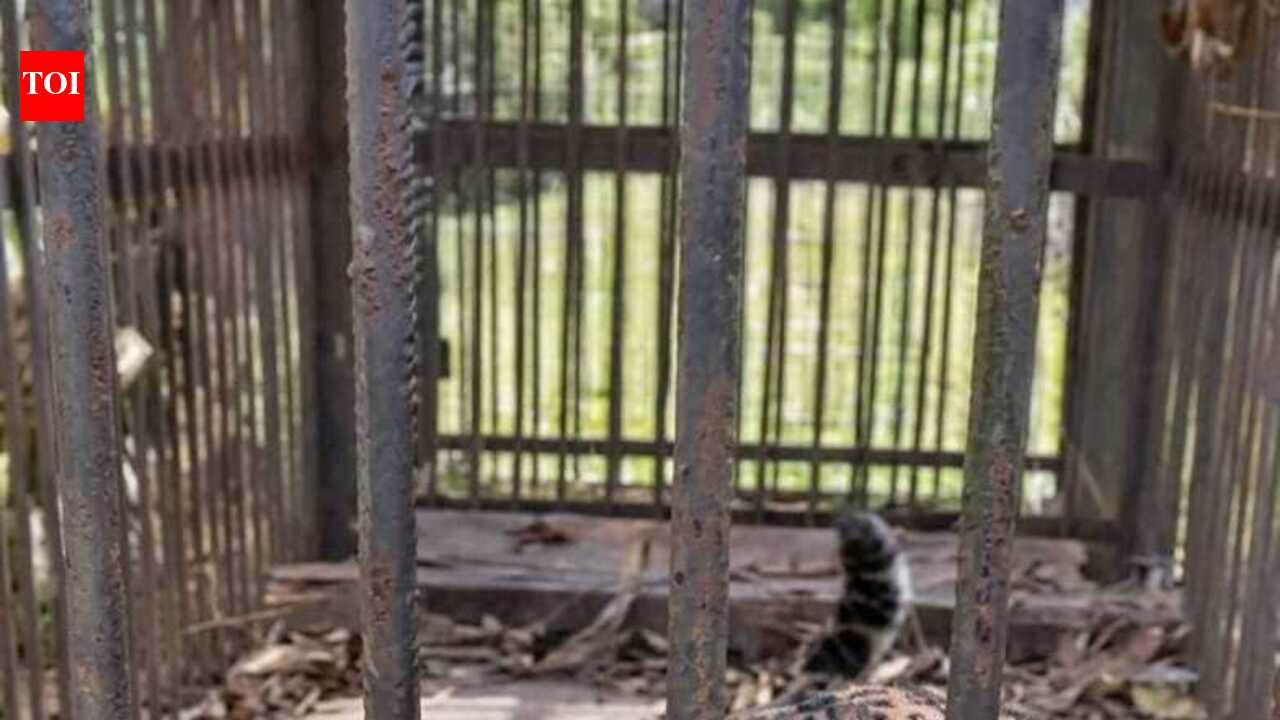 Female leopard captured in Jorhat’s Puranimati tea estate