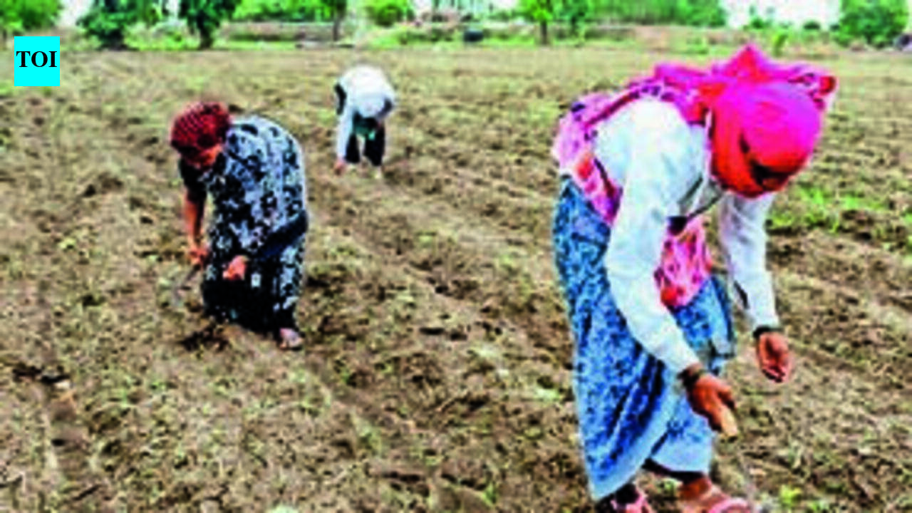 Only 13% of sowing done in Shivamogga district as farmers wait for rain: DC