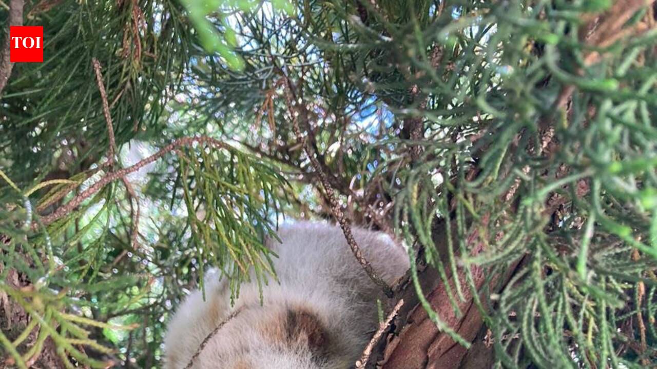 Slow Loris rescued in Zunheboto, released in wild