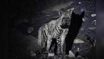 Study maps Bengal-J’khand hyena corridor, finds 30 individuals in W Burdwan mining belt