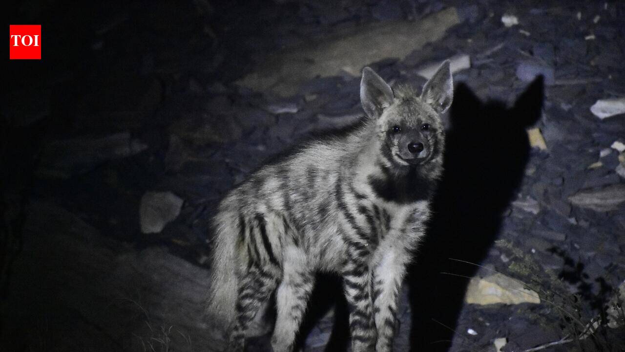 Study maps Bengal-J’khand hyena corridor, finds 30 individuals in W Burdwan mining belt