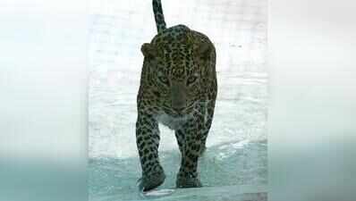 Leopard enters Tirupati home, flees after residents raise alarm