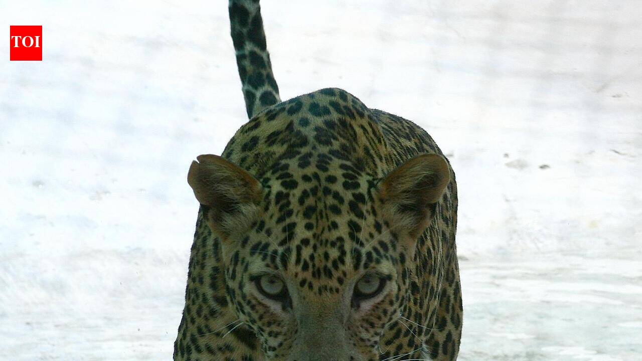 Leopard enters Tirupati home, flees after residents raise alarm