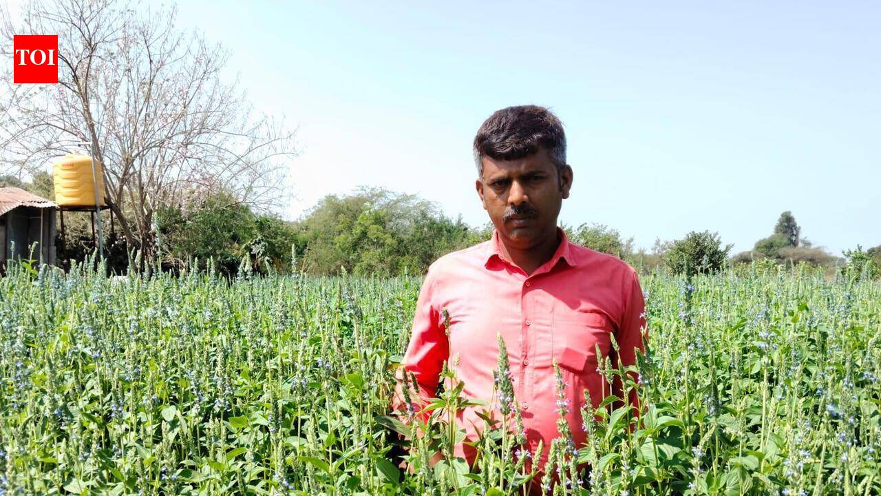 Jalna’s 20-acre crop gamble aims to stem farm losses &amp; suicides