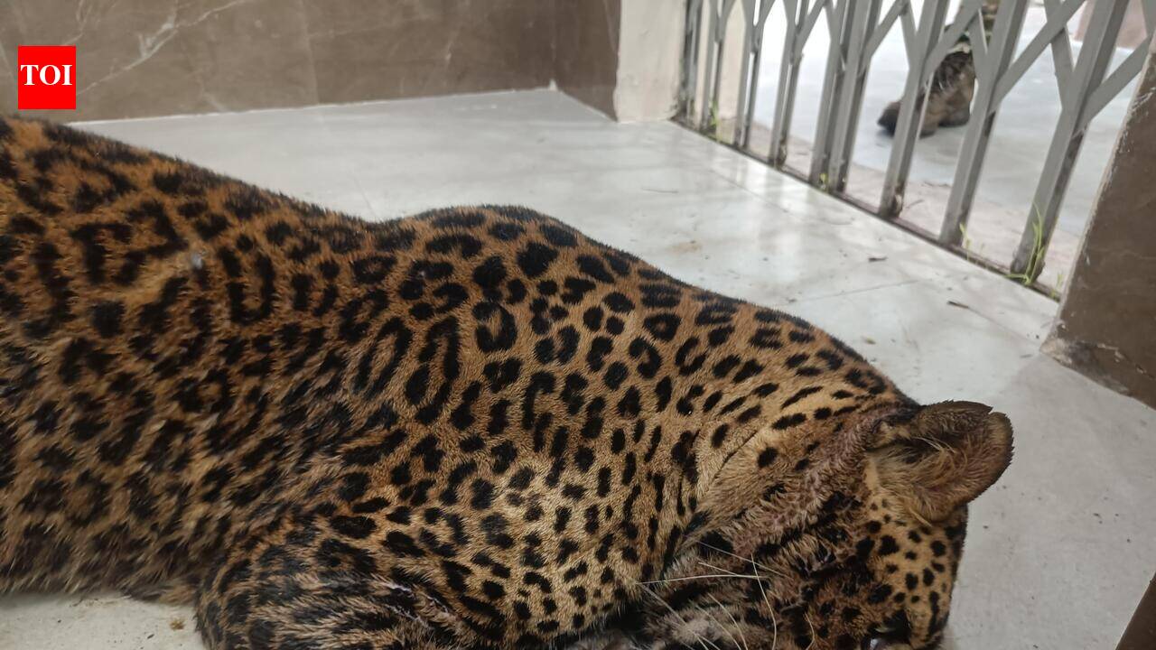 Injured leopard rescued from roadside in Satara, shifted to Karad for ...