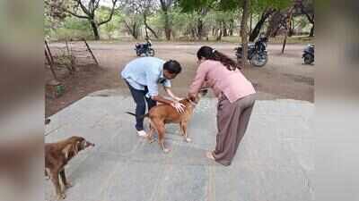 ​Campaign to fit stray dogs with radium collars in Chhatrapati Sambhajinagar