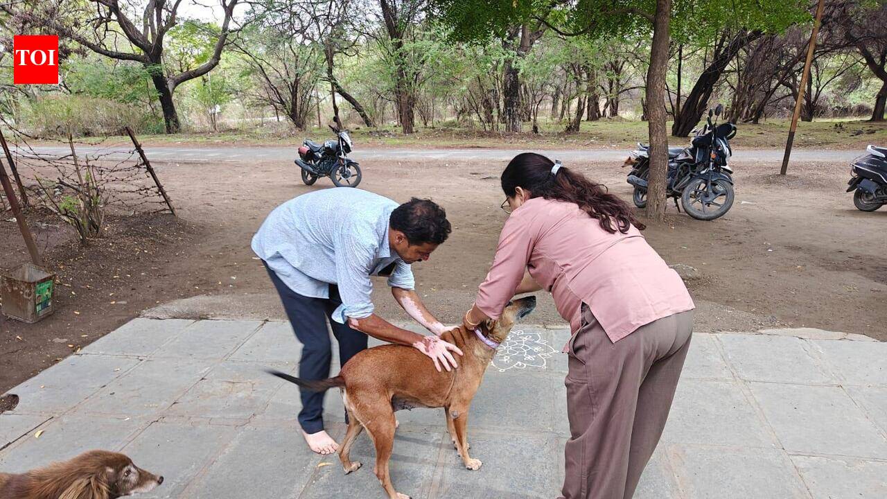 ​Campaign to fit stray dogs with radium collars in Chhatrapati Sambhajinagar