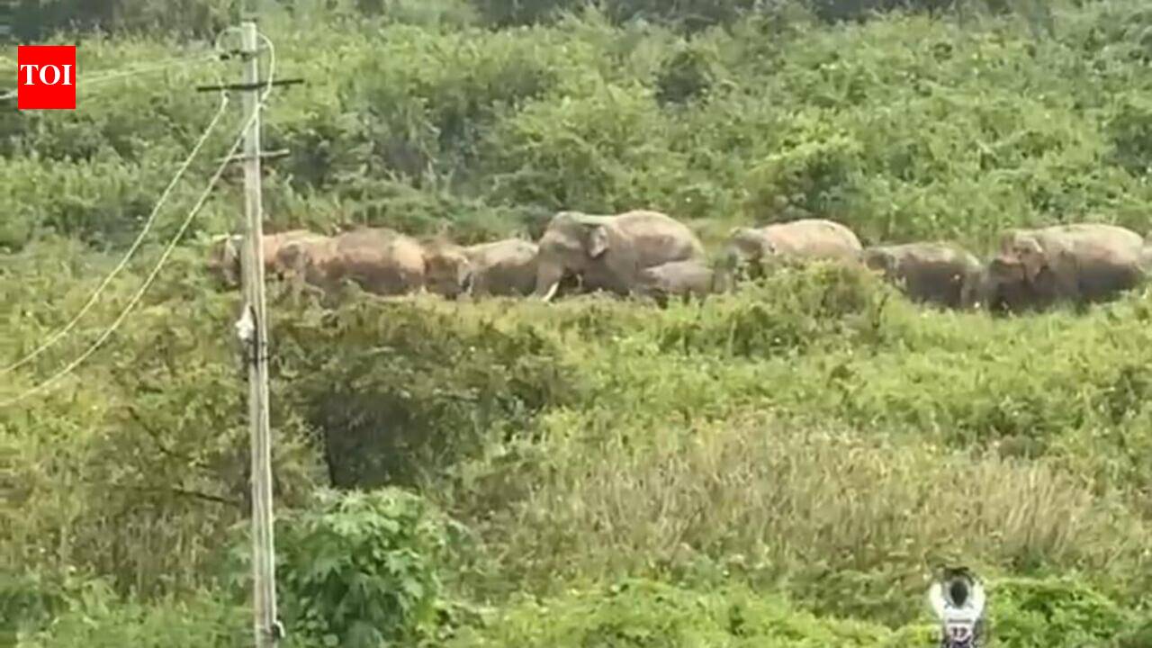 11 elephants driven back to forest in Kadanur village