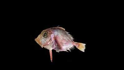 New deep-sea fish discovered