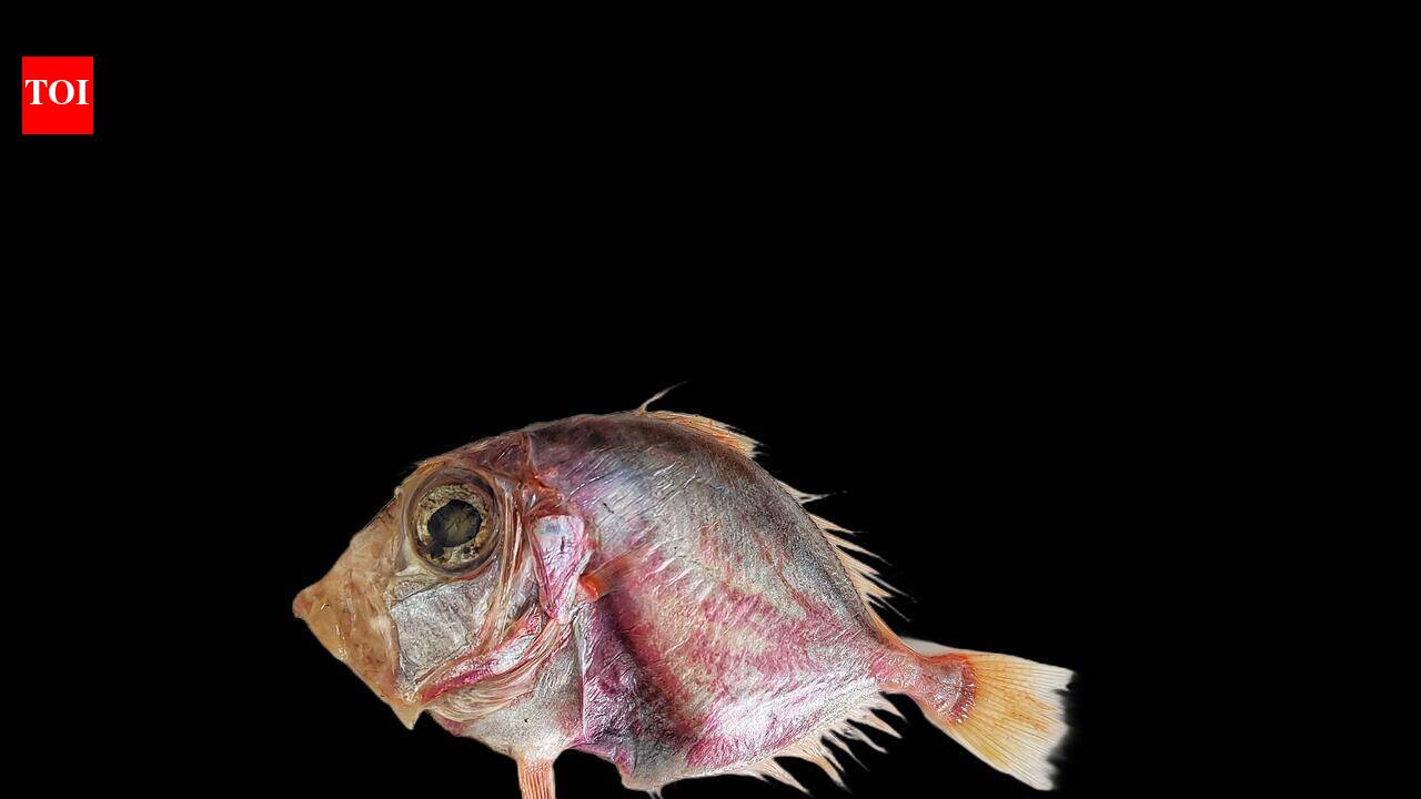 New deep-sea fish discovered