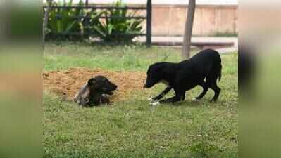 MCD begins microchipping of stray dogs