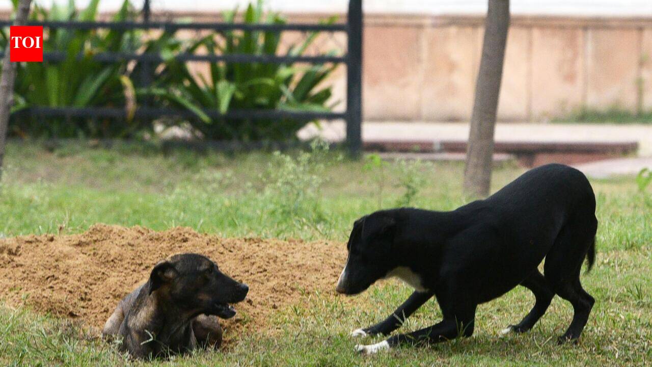 MCD begins microchipping of stray dogs
