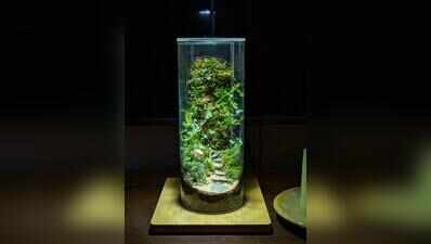 Terrariums, kokedamas & bonsais bloom as monsoon hobby picks