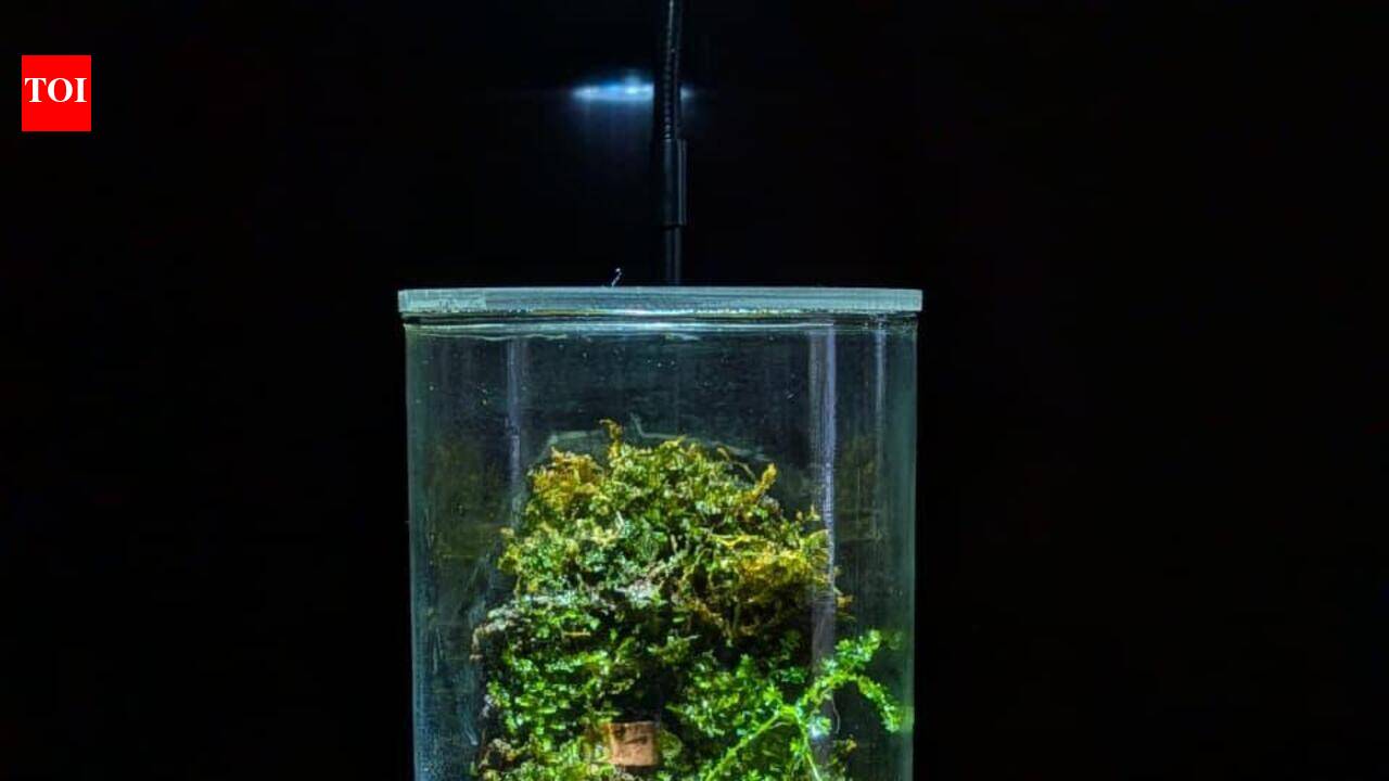 Terrariums, kokedamas & bonsais bloom as monsoon hobby picks