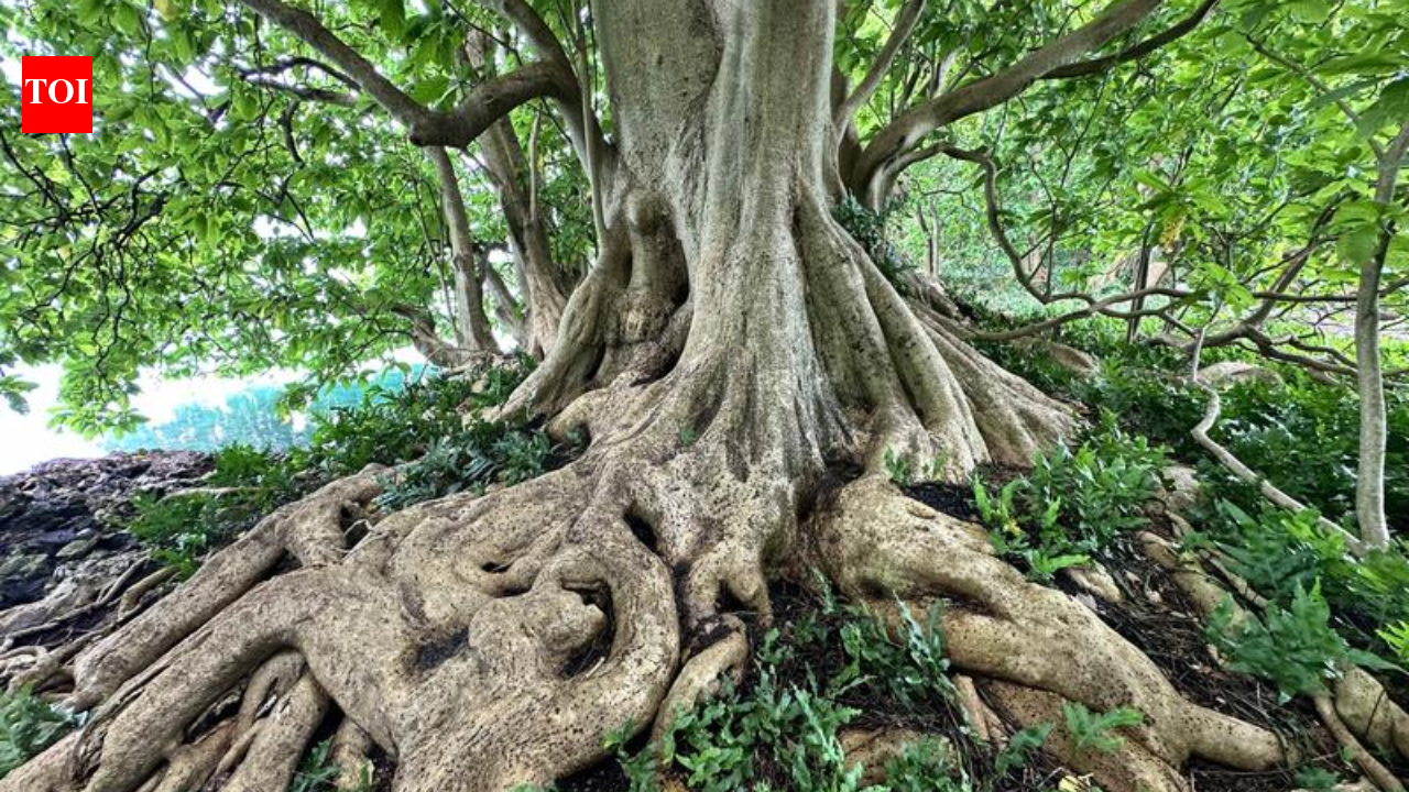 Hidden fungi hold the key to survival of Palmyra Atoll's rainforest, study finds