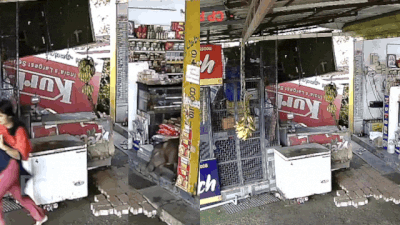  Wild boar barges into shop, chases owner