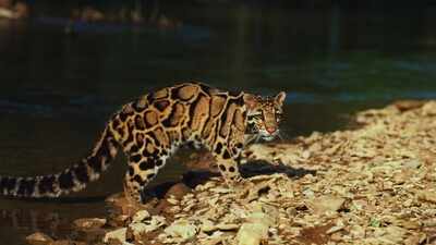 What’s inside Tripura's Clouded Leopard National Park, and why it must be on every wildlife enthusiast’s wishlist