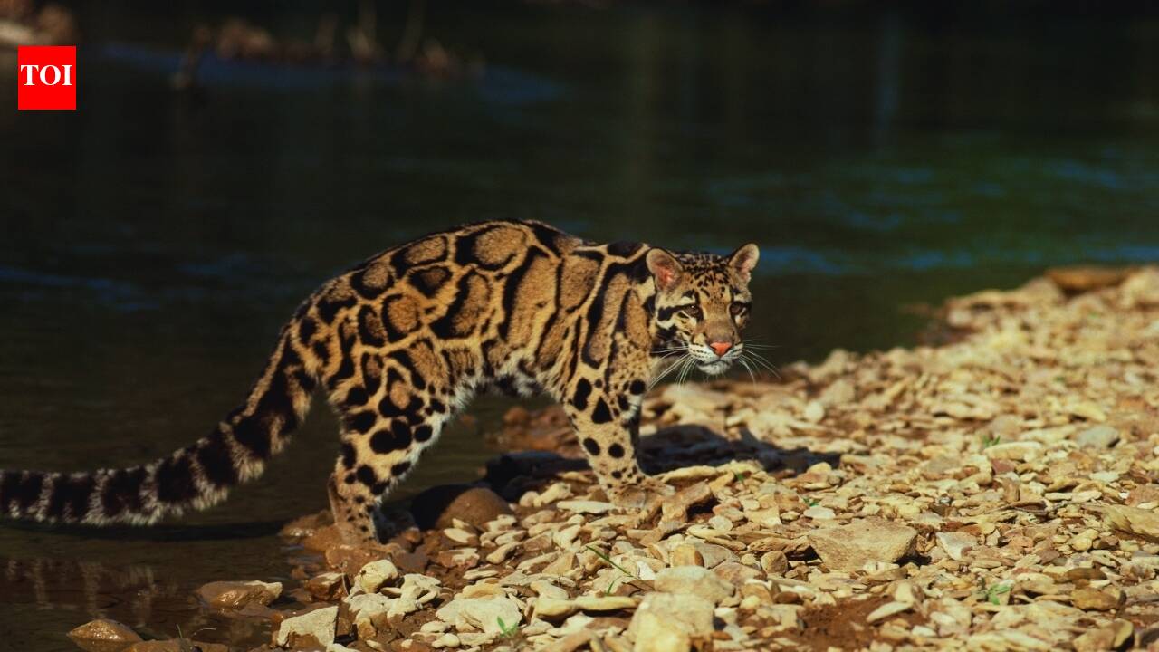 https://static.toiimg.com/thumb/msid-132194625,width-1280,height-720,resizemode-6,overlay-toi_sw,pt-32,y_pad-600/photo.jpg