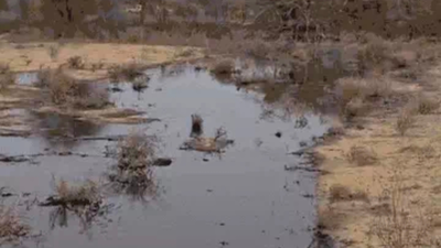 Crude oil leak from Vedanta Cairn pipeline spreads across farmland near Bothiya village in Rajasthan