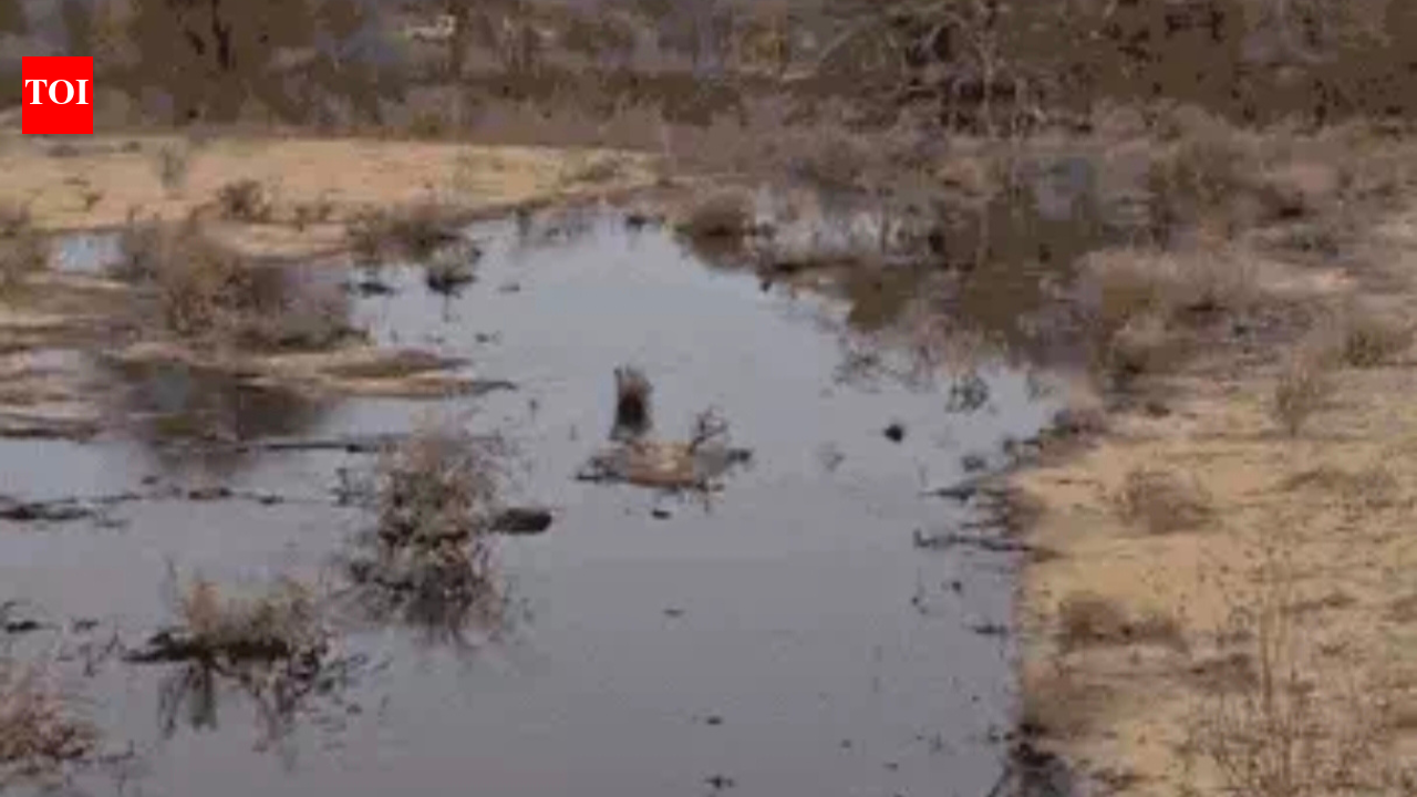 Crude oil leak from Vedanta Cairn pipeline spreads across farmland near Bothiya village in Rajasthan