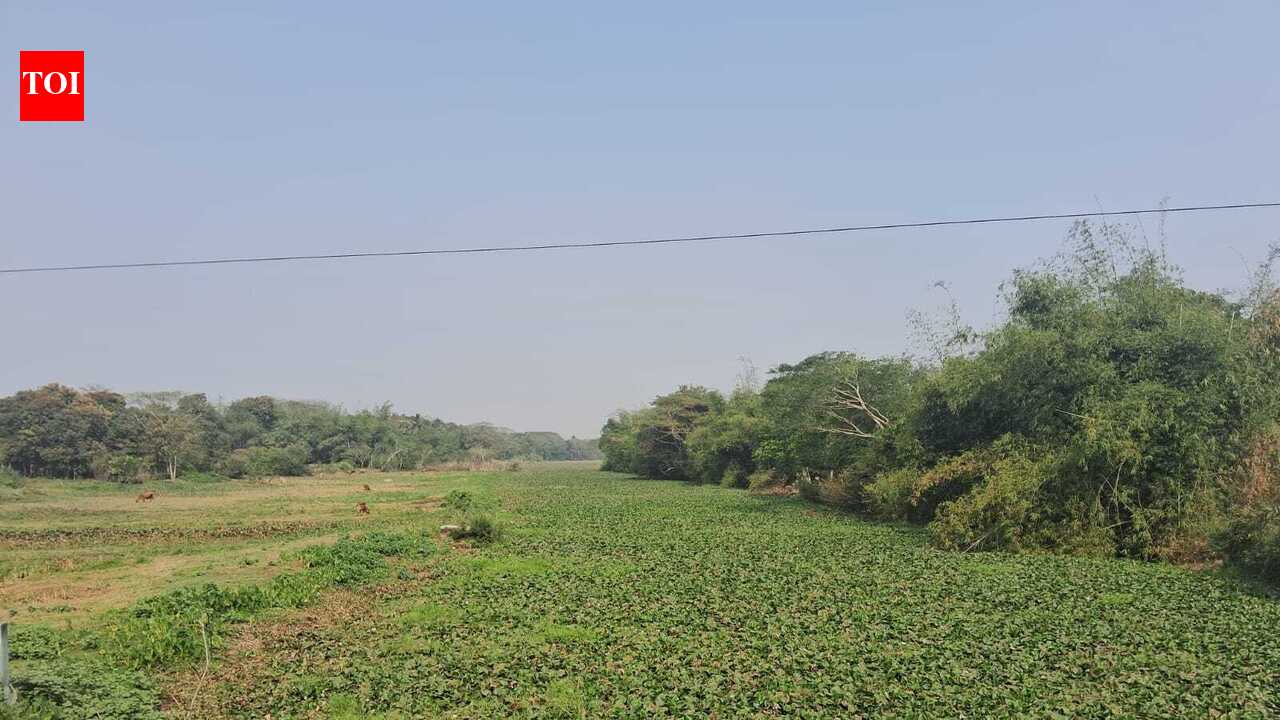 Neglect, dumping of waste choking Mahanadi, Gobari rivers: Experts