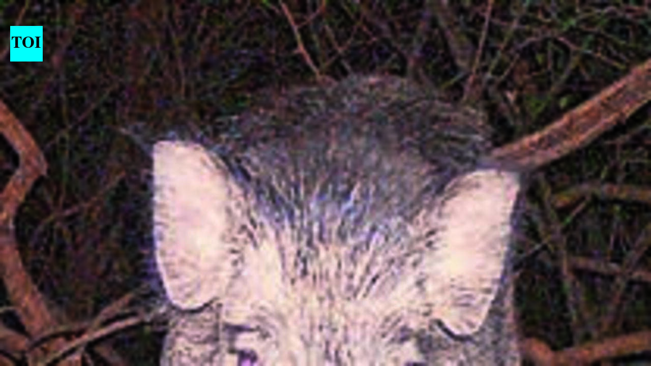 Wild boar barges into supermarket in Ranni, attacks employee