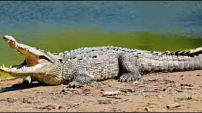 Woman returning from wedding killed in crocodile attack in UP, body found in reptile's jaws