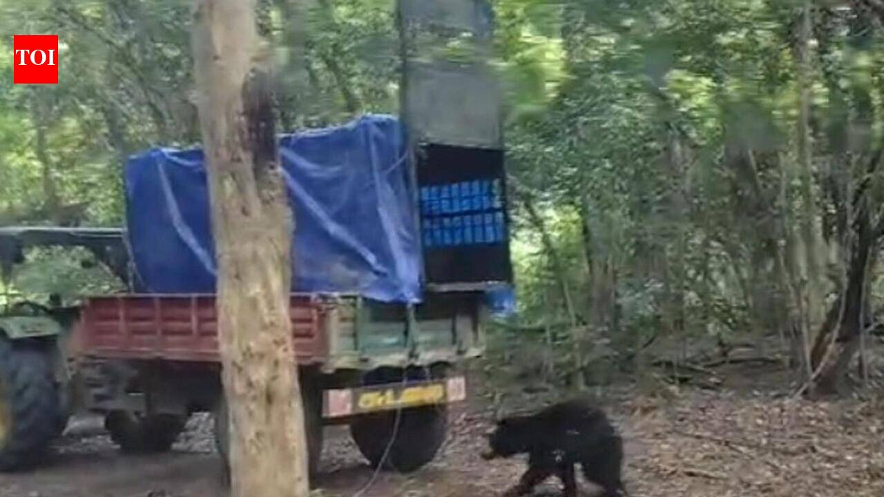 Sloth bear trapped, released into Mundanthurai forest