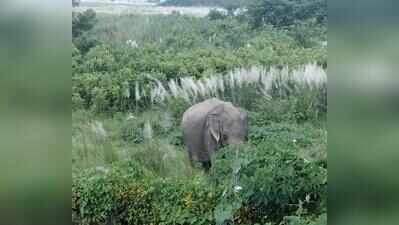 Kaziranga’s ‘jungle warrior’ Joymala dies after 34 years of service