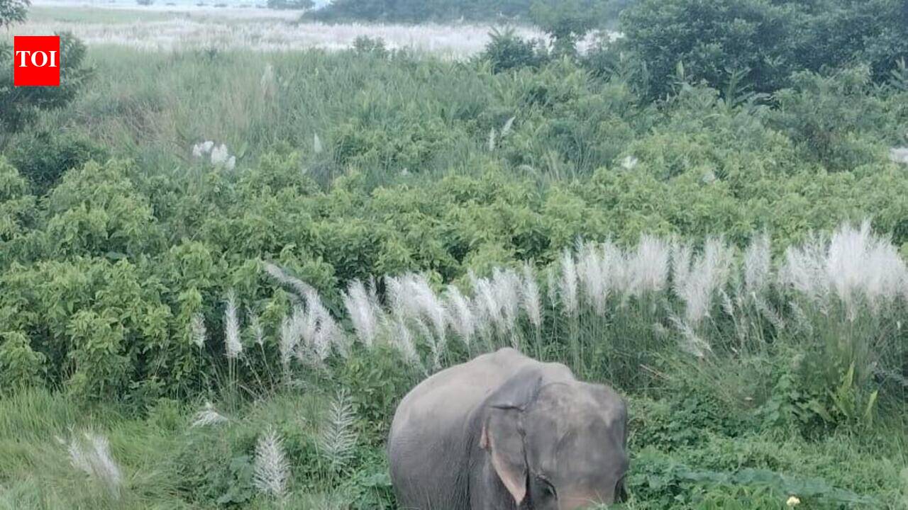 Kaziranga’s ‘jungle warrior’ Joymala dies after 34 years of service