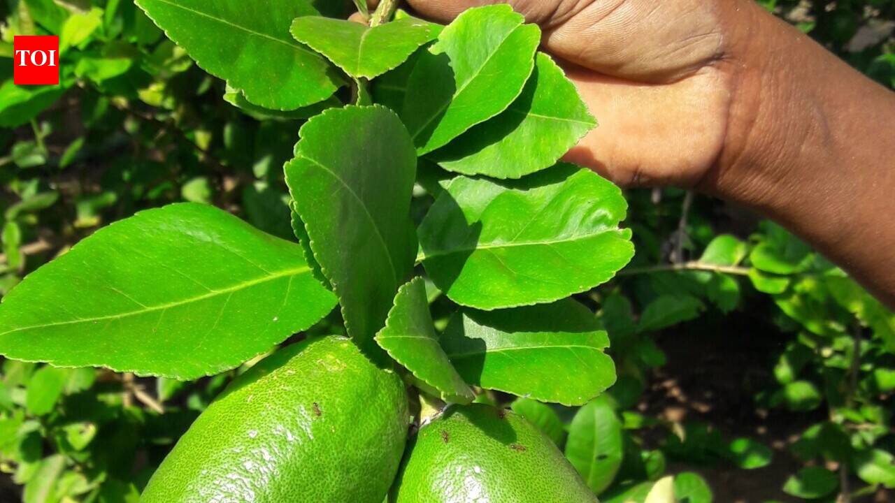 Assam agri university gets patent for coating to extend shelf life of lemons