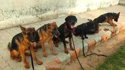 Boneless chicken, eggs, fruits: Kolkata Police plans specialised menu for dog squad