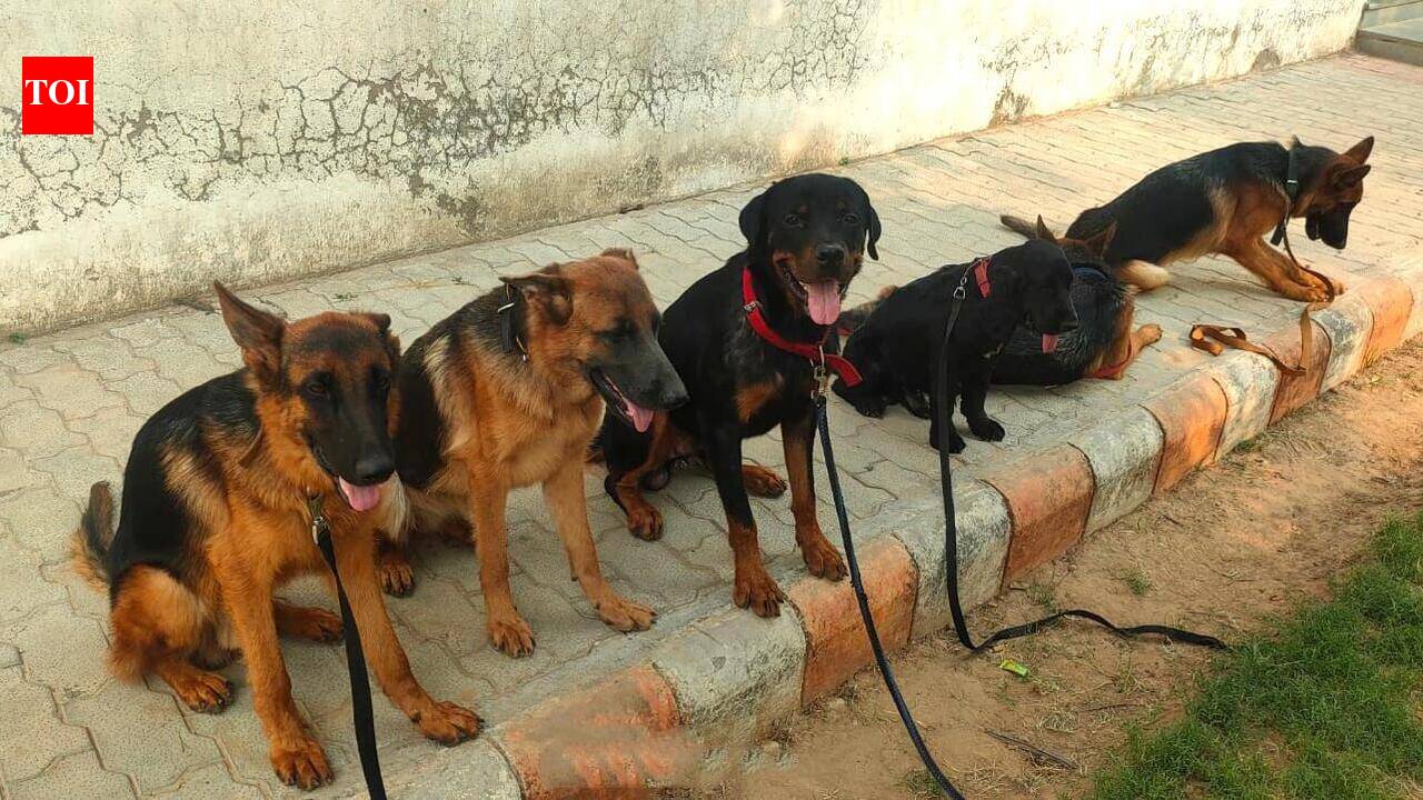 Boneless chicken, eggs, fruits: Kolkata Police plans specialised menu for dog squad