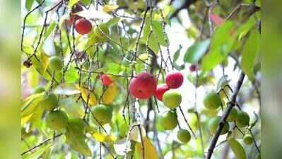 Bicholim farmers to plant 10,000 kokum saplings across taluka