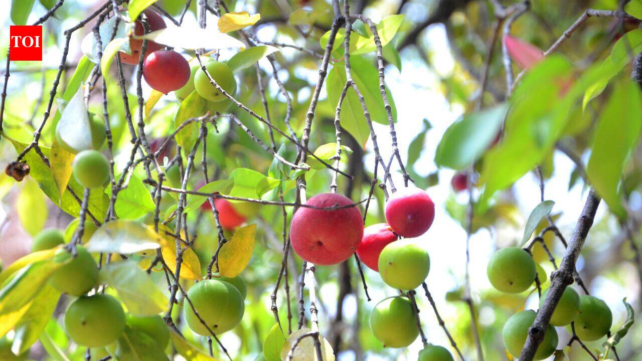 Bicholim farmers to plant 10,000 kokum saplings across taluka