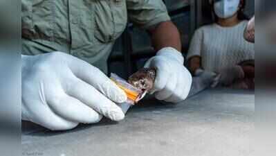 Lyophilized venom of four snakes given to anti-venom maker